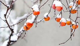 健康促進(jìn)丨立冬：潛陽(yáng)養(yǎng)精正當(dāng)時(shí)